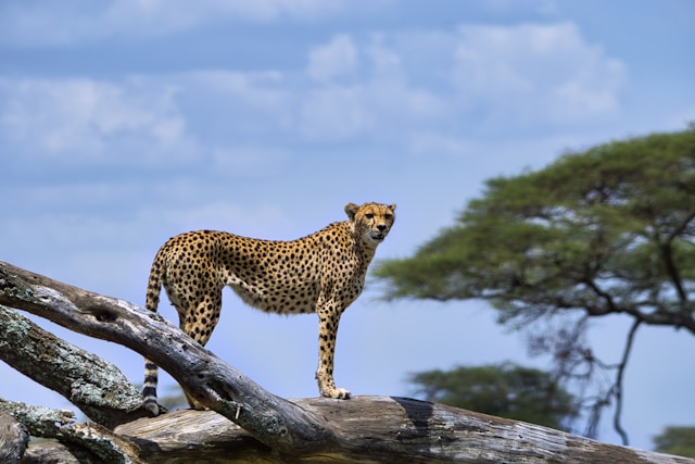 Serengeti, leopard, en av big five