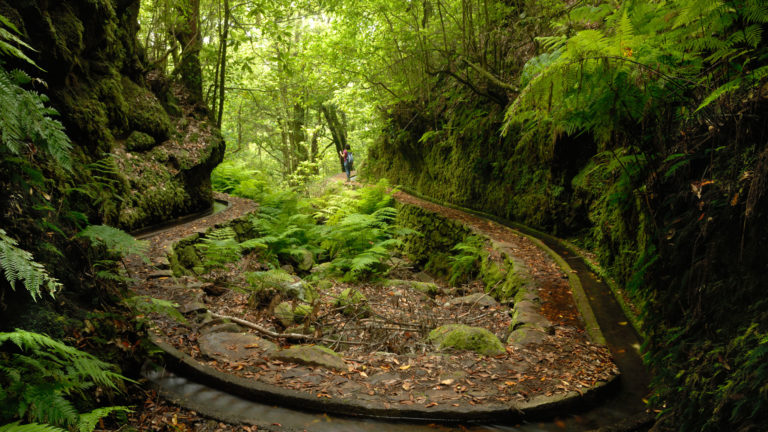 Vandringsled Levada dos Cedros i Madeiras urskog