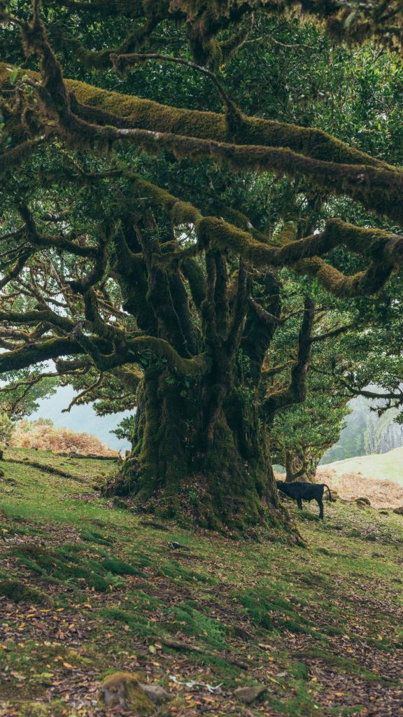 Gamla lagerträd på Madeira