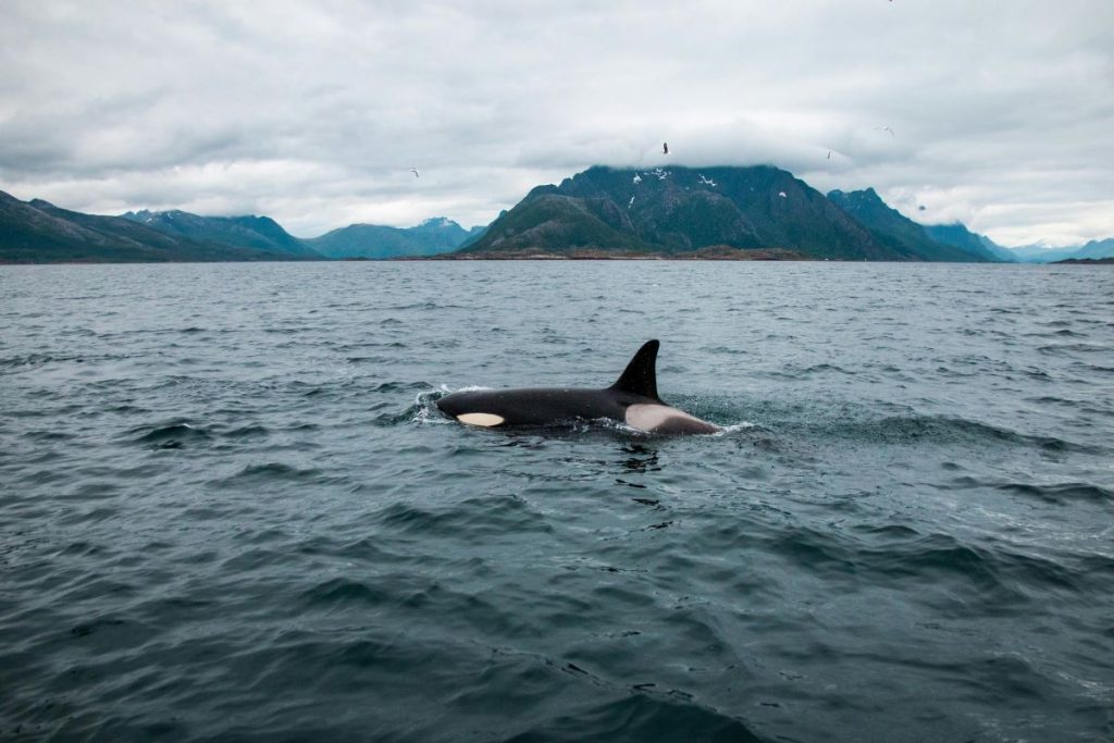 Späckhuggare i havet nära Lofoten.